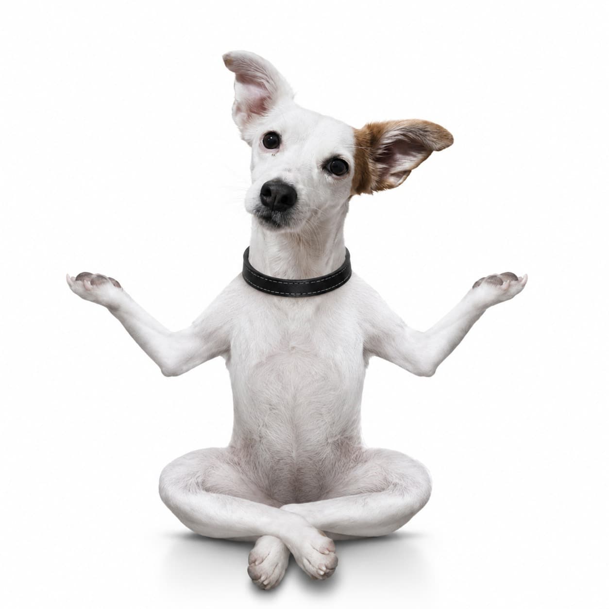 Aulas de yoga pra Xulipa